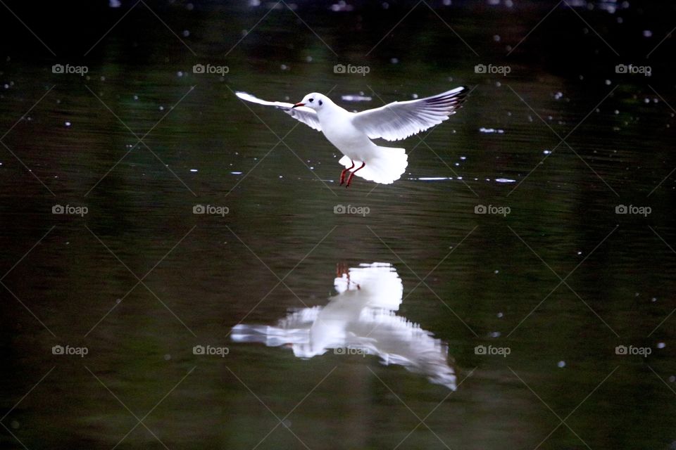 seagull in flight over the river