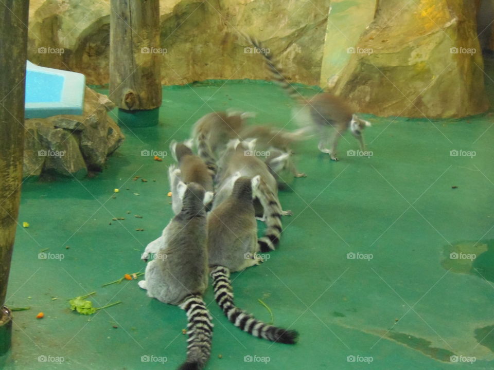 zoopark in novosibyrsk