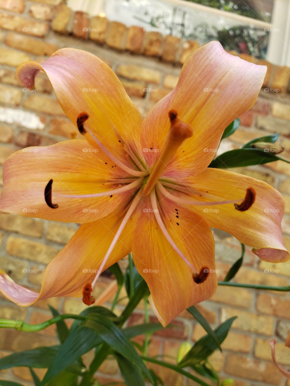 peach color royal lily with dramatically curled petal. no filter needed