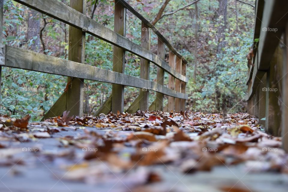 Leaf covered trail bridge. 