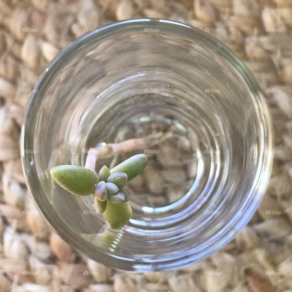 Succulent sprout in a glass of water. View from above looking down.