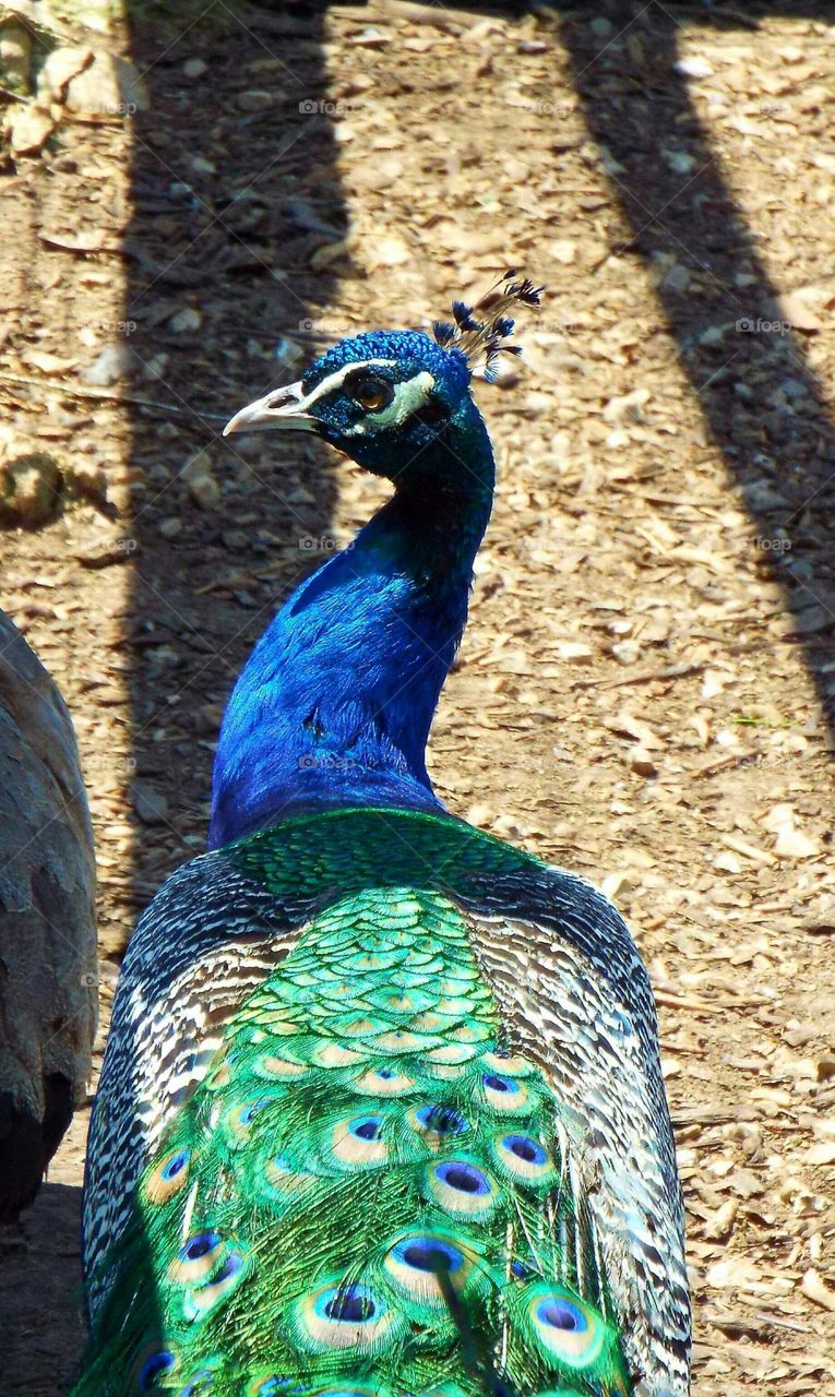 Peacock