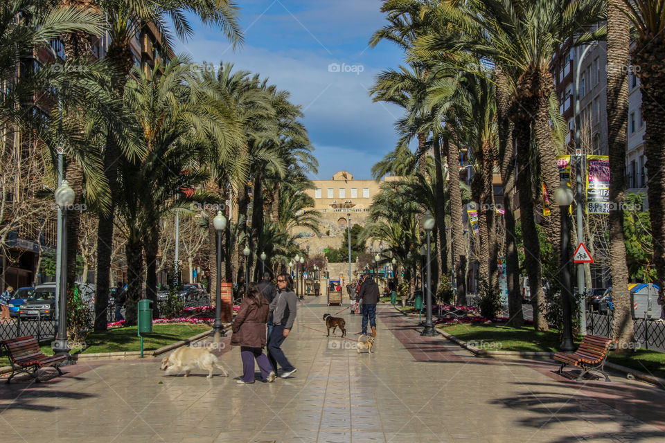 Early morning dog walking in Alicante