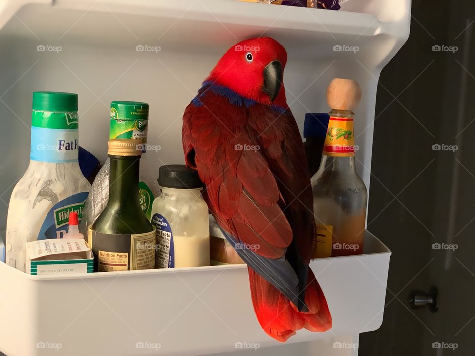 Sadie the red and wonderful lady Parrot accidentally lands on the refrigerator door much to her own surprise.