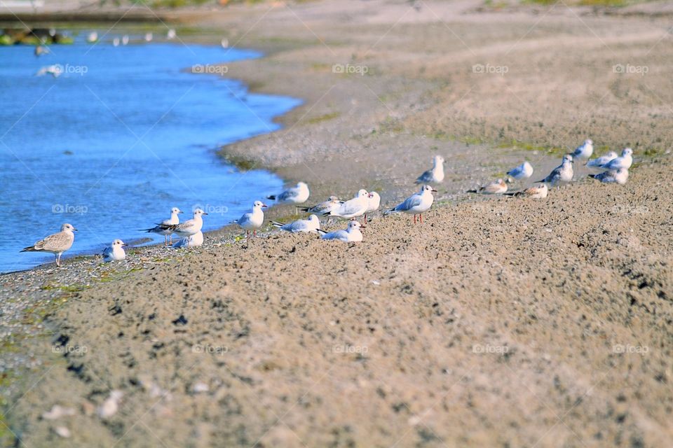 Birds at the beach