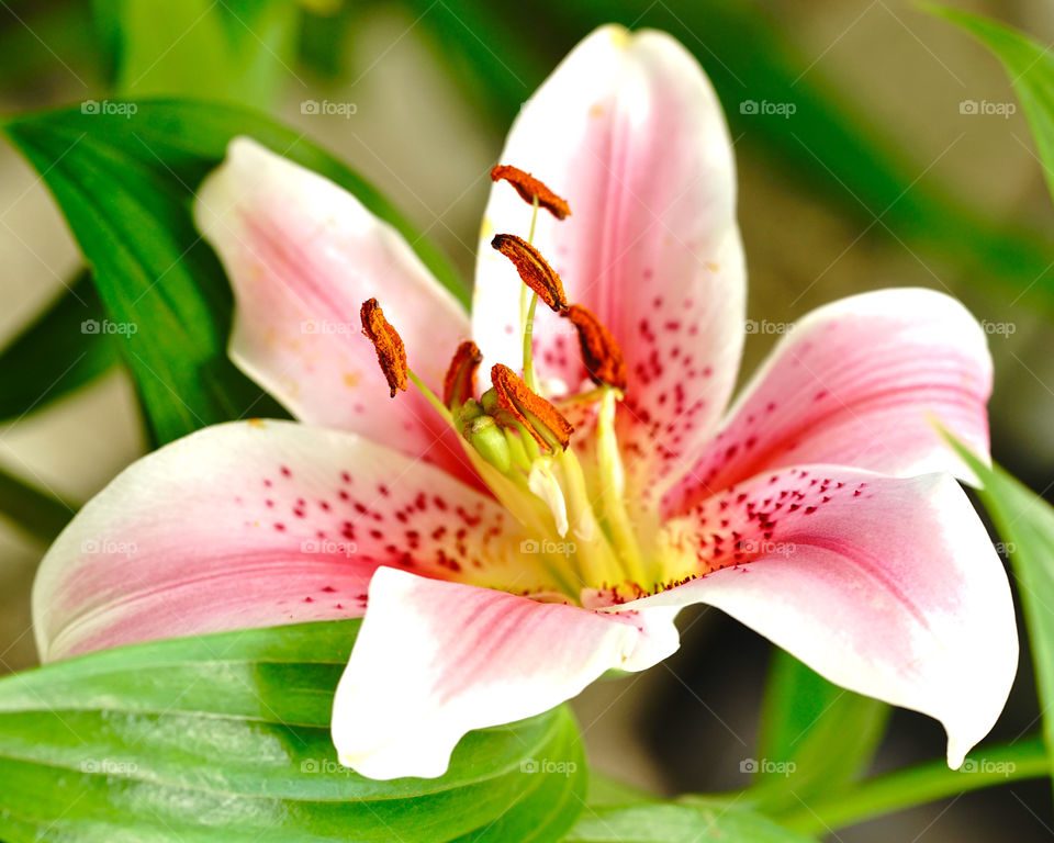 Summer Lilies 