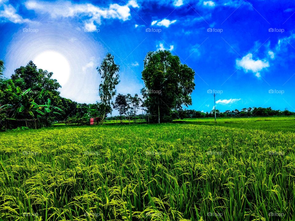 This photo is of our village. I took this photo with mobile. In this photo, rice fields are seen below and beautiful clouds are seen above. In a word, the natural scenery is very beautiful.