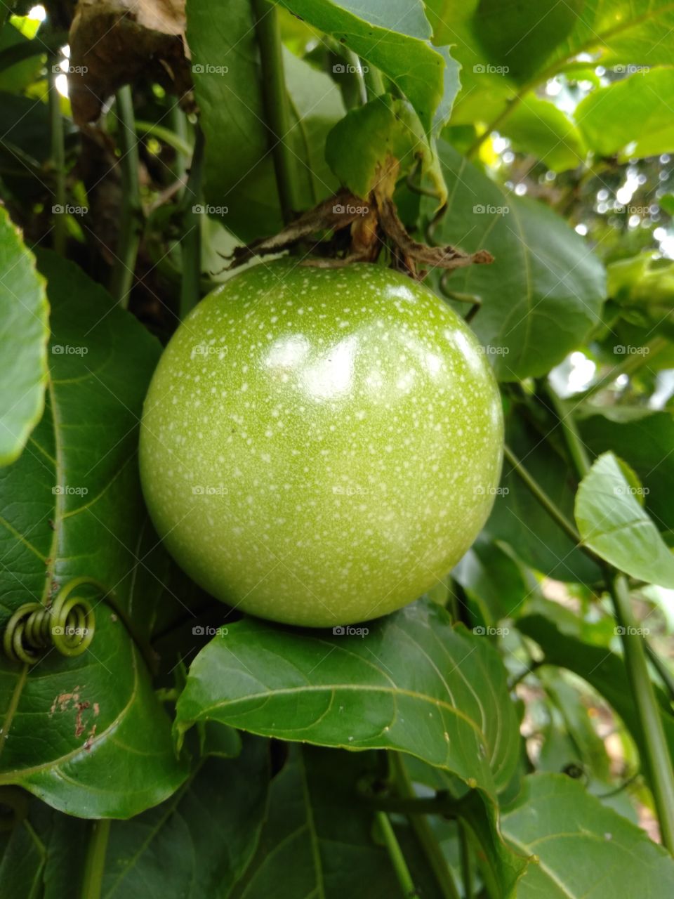 this passion fruit is not ripe and still shiny green means the fruit is still young, this photo was taken next to a neighbor's house and the tree is very lush