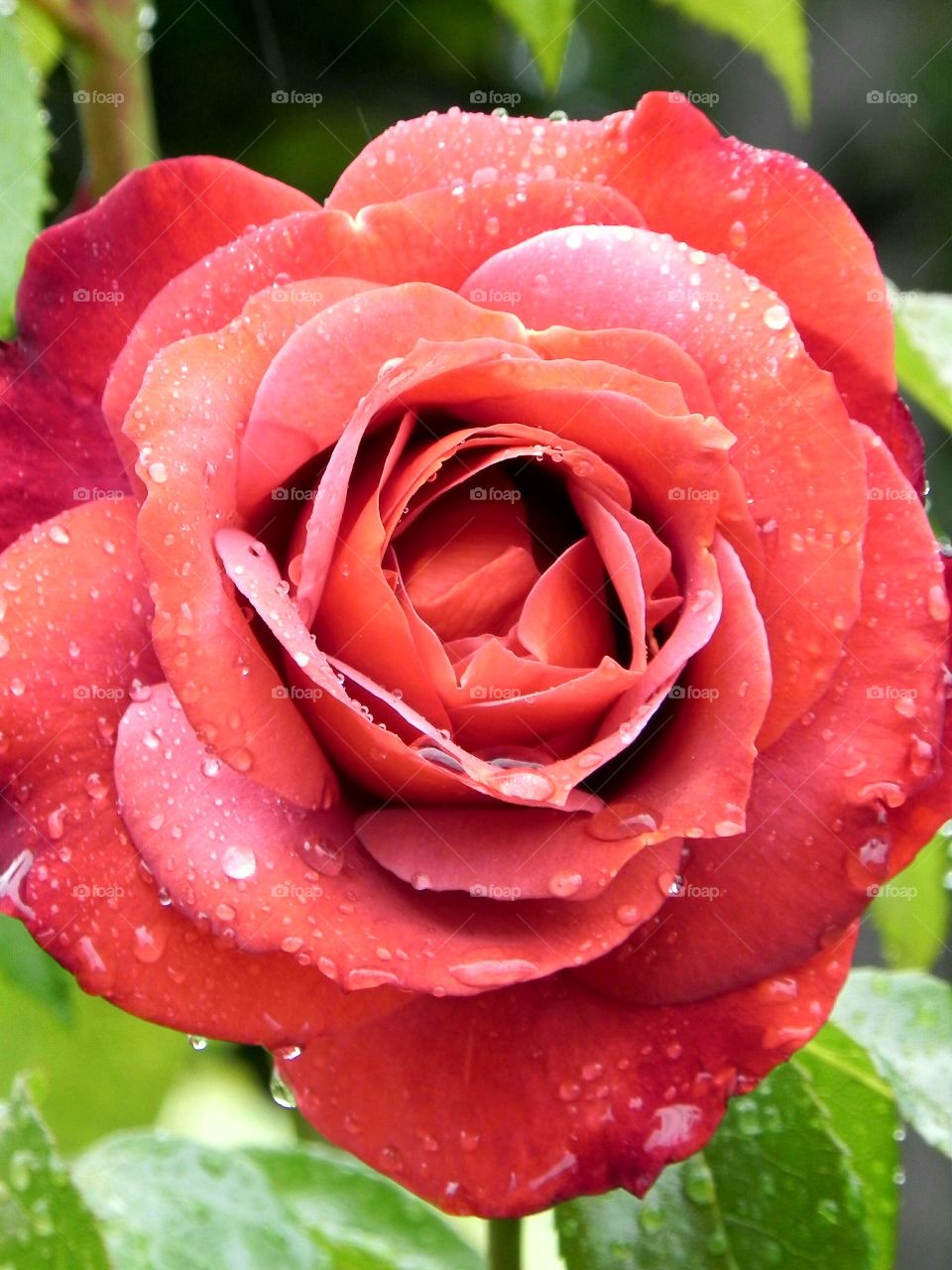 Rose Red Rain
