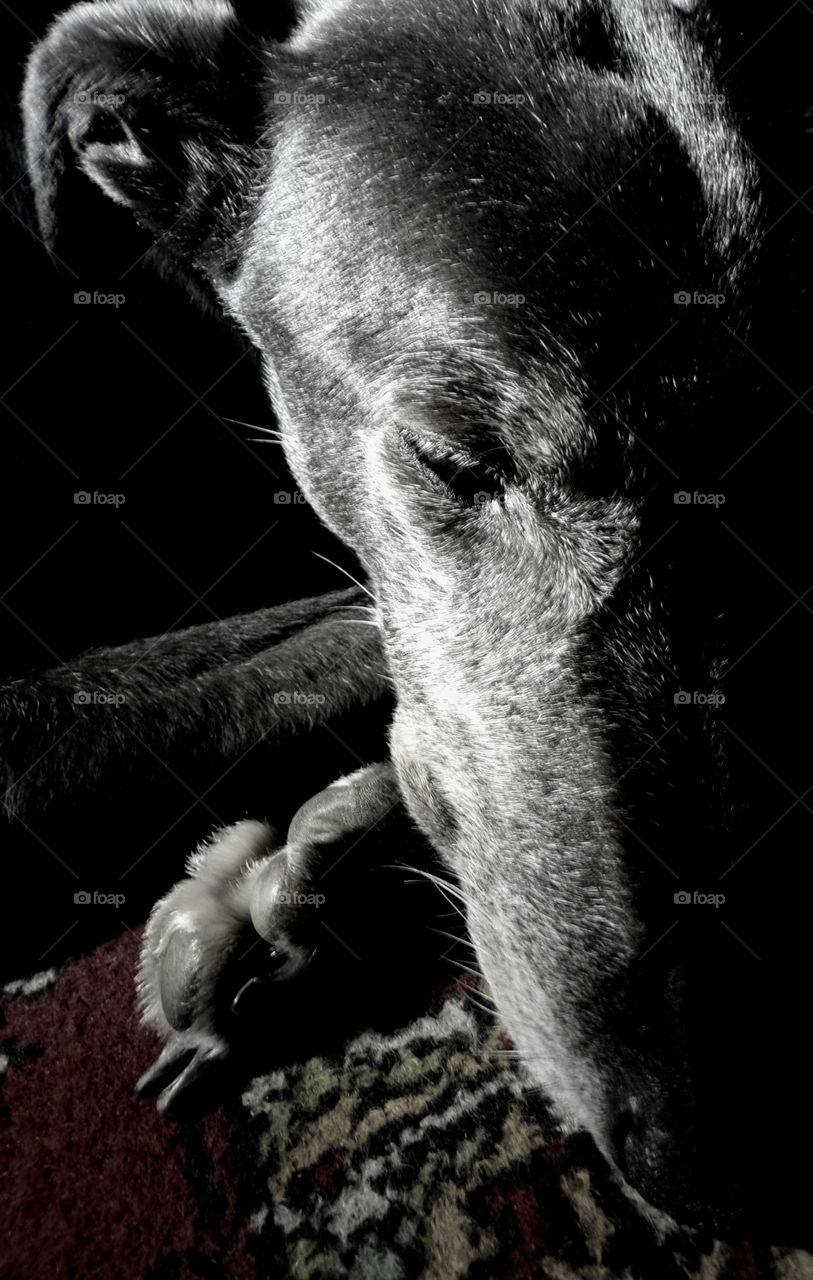closeup of the face of a greyhound