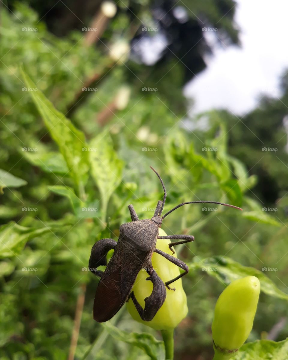 aku tidak tahu apa nama serangga diatas, yang aku tau dia itu sama seperti kita, sama-sama ciptaan Tuhan...😊