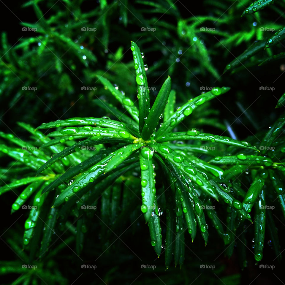 Dew drops