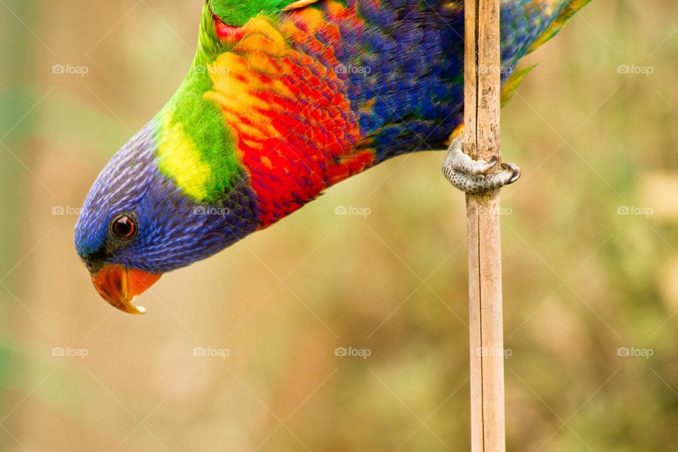 rainbow lorikeet