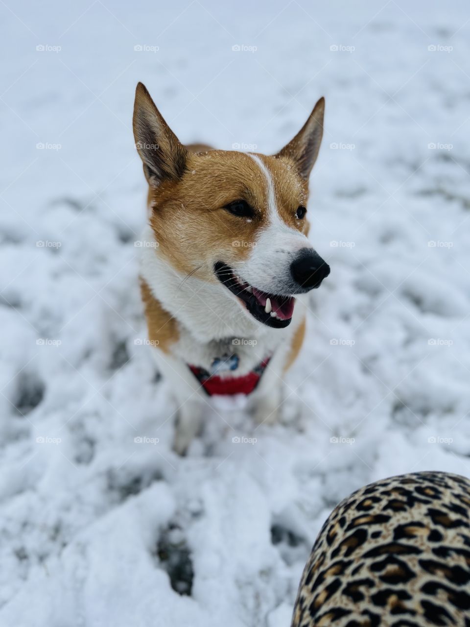 Happy dog in snow! 