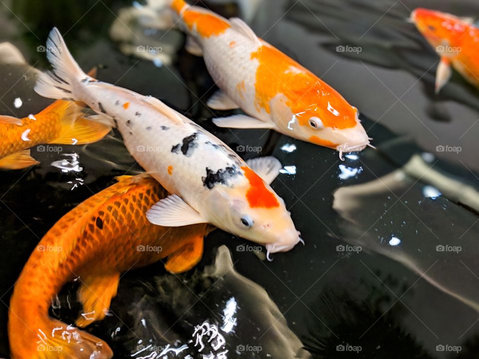 I’ve always loved Koi fish and it was great to finally get close to take a photo of these beautiful fish.