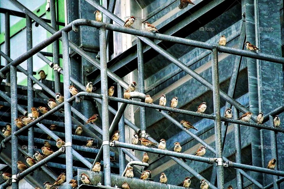 A flock of sparrows sits on scaffolding in the city