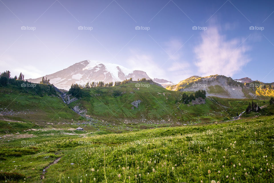 Beautiful vibrant green and yellow colors fill a field leading up to a massive snow capped mountain peak. Mount Rainier - Washington.  