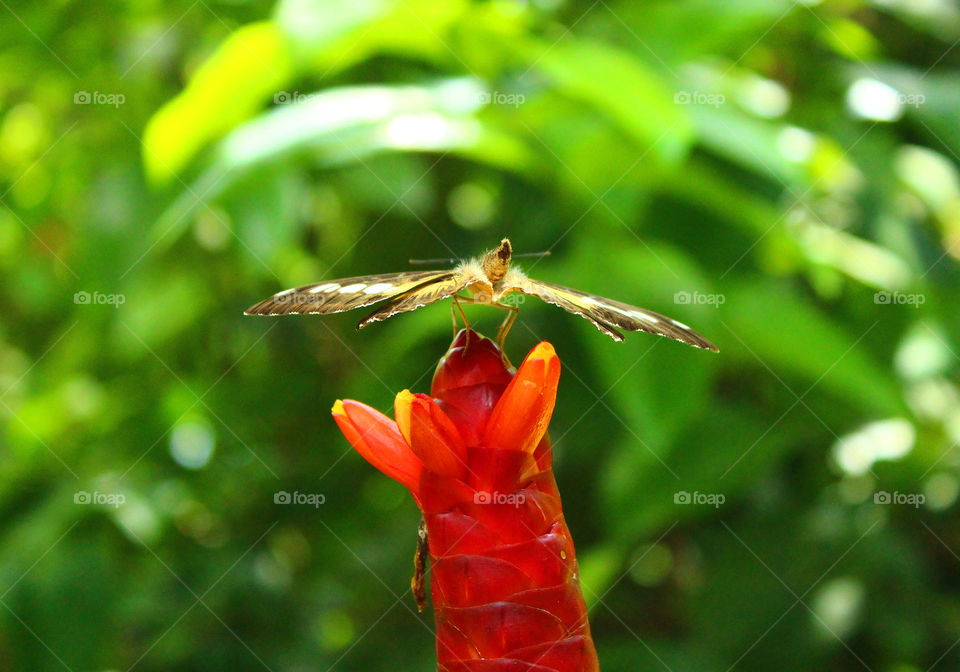 Butterfly garden