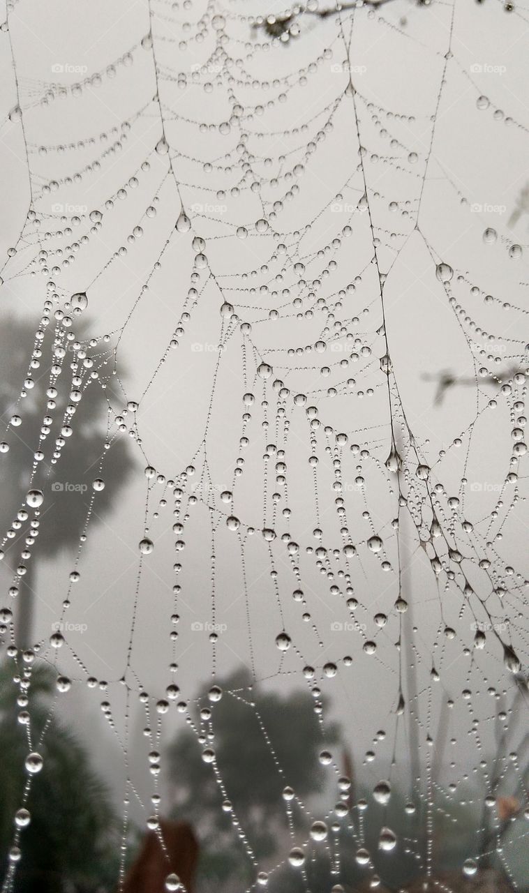 dew on spider web in morning