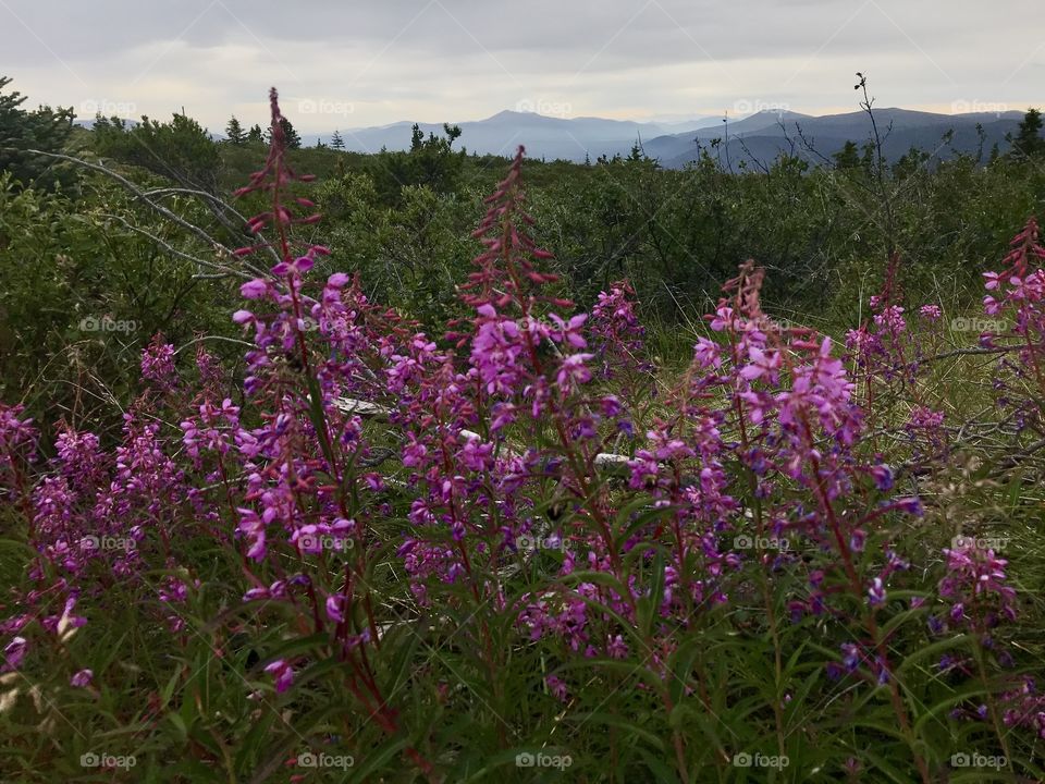 Fireweed on Haeckel Hill, YT 