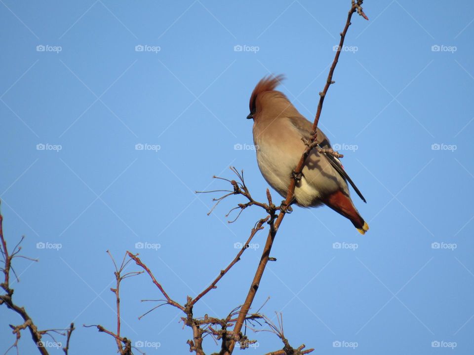 свиристель