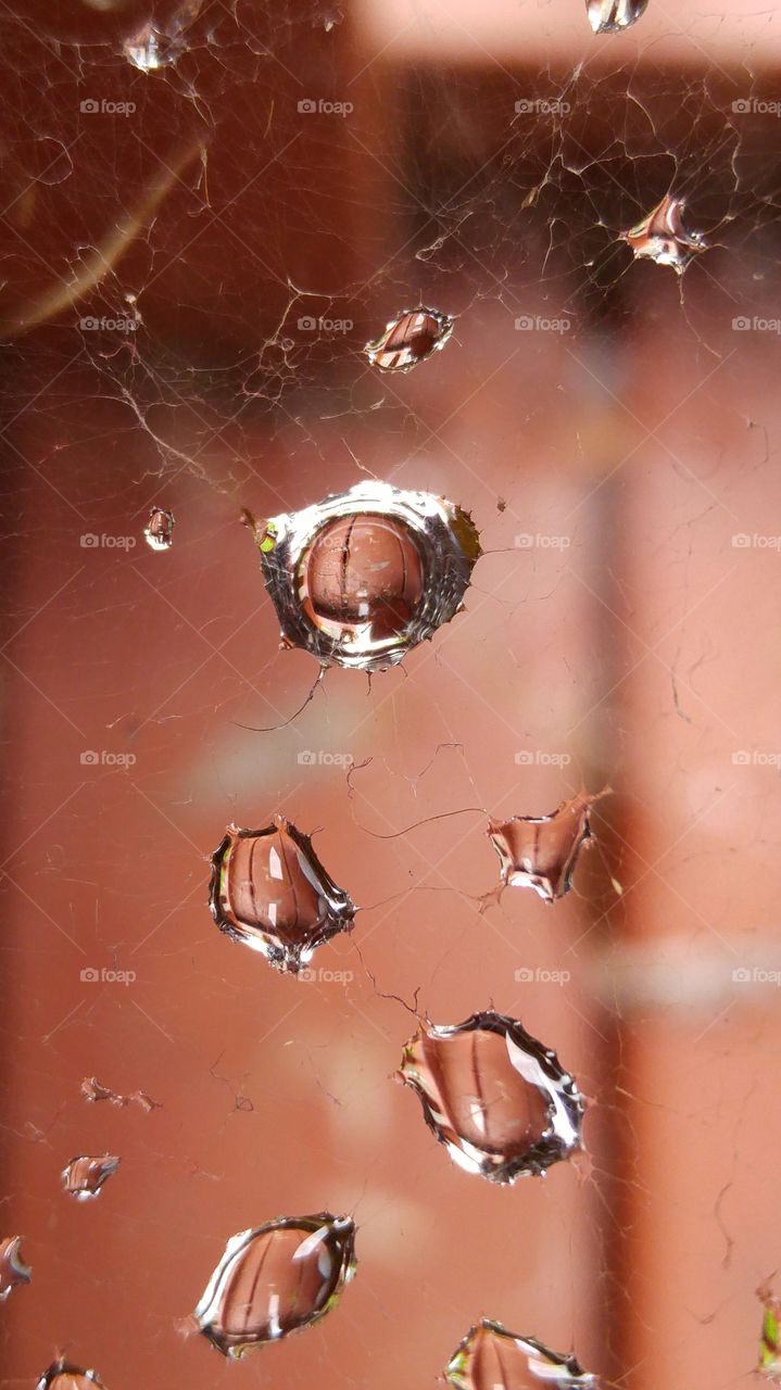 Water drops on a spider web