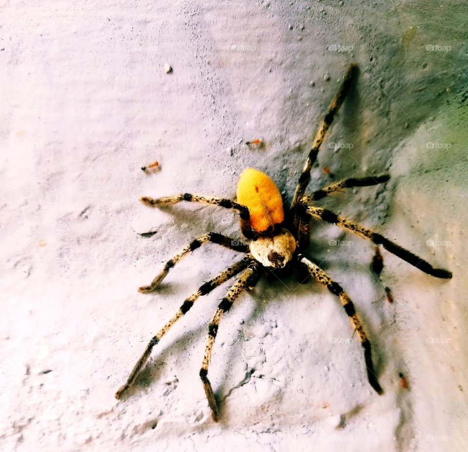 spider i don't no which type of this