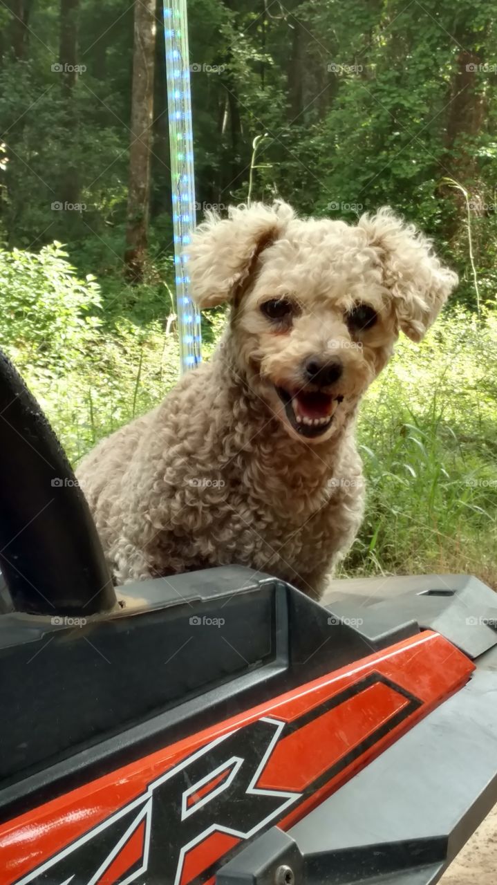 Free Rider. This is our poodle Jake. He loves nothing more than to ride dirt road s on our side by side. Hello looks as if he is smiling.