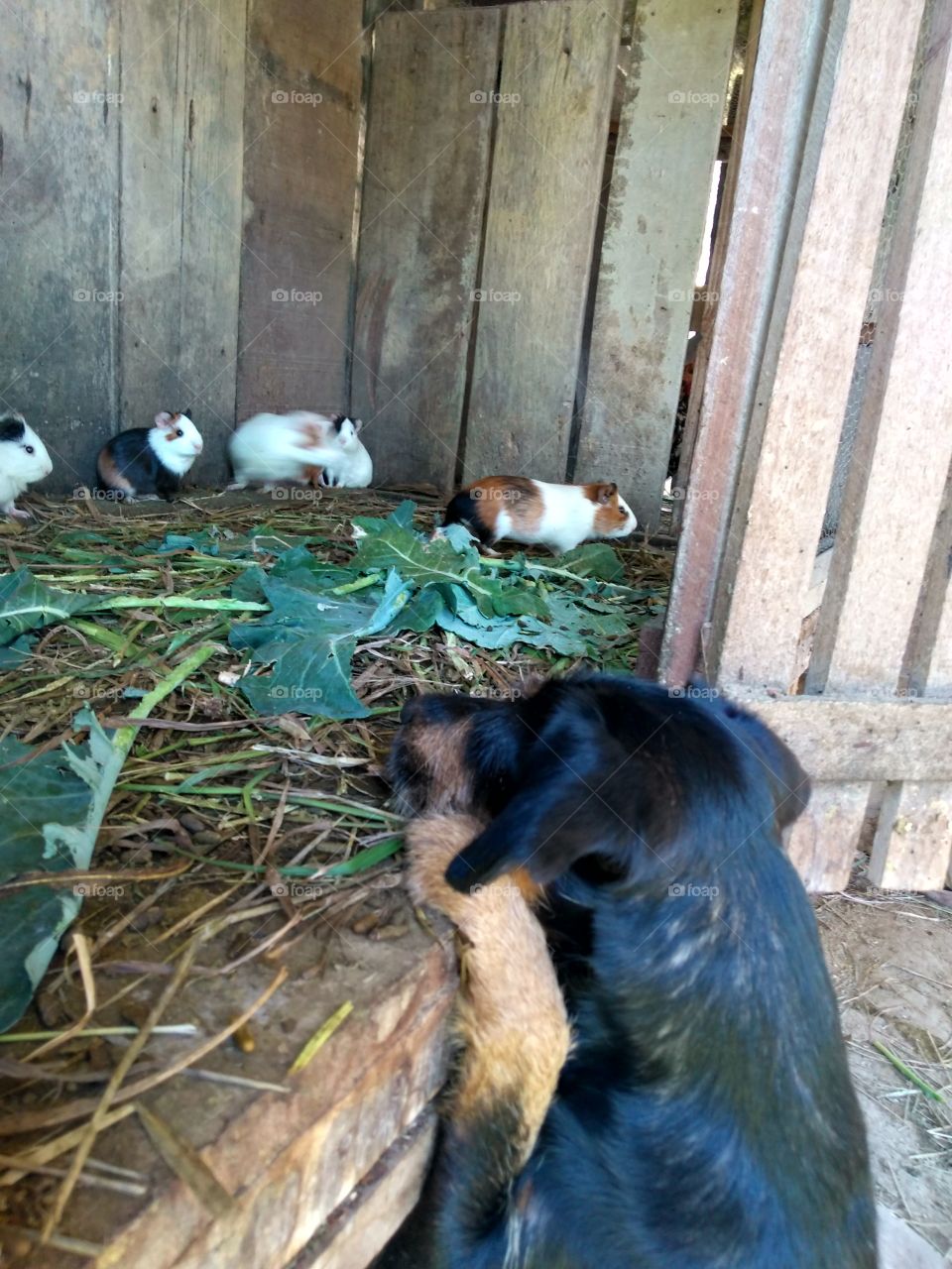 looking guineas pigs