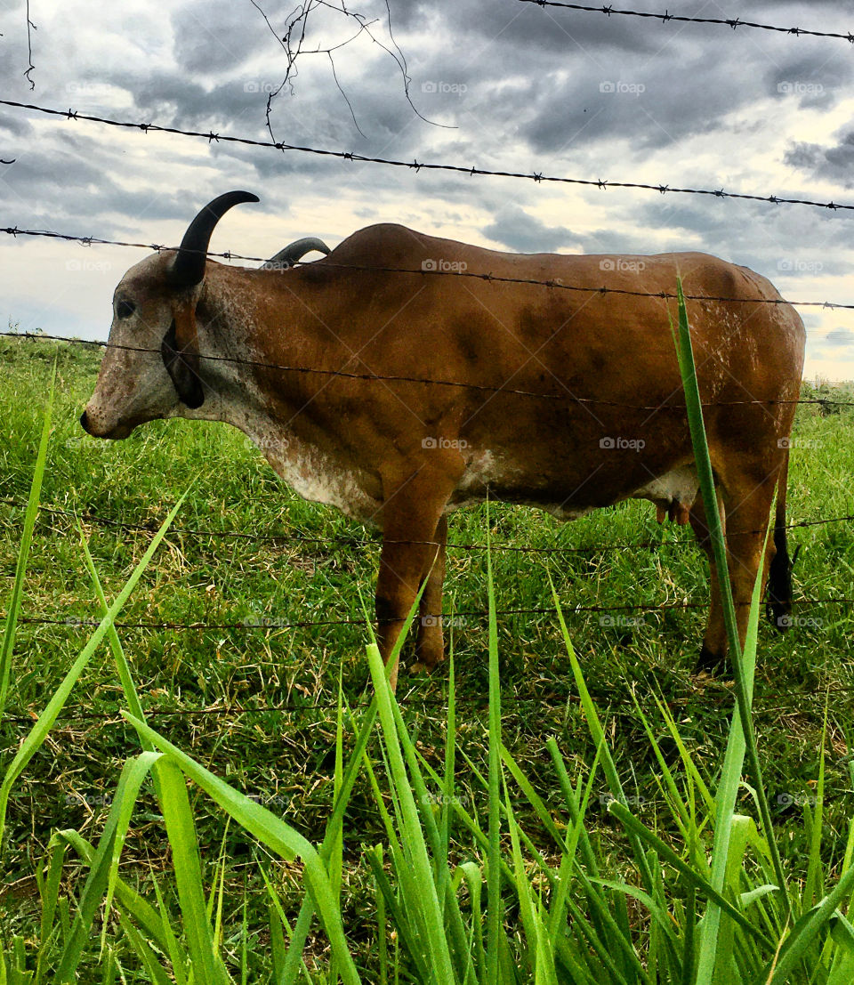 Was this cow more highlighted with green or white?  Brown stands out because of the others. / Essa vaca ficou mais realçada com o verde ou com o branco? O marrom se sobressai por conta das demais. 