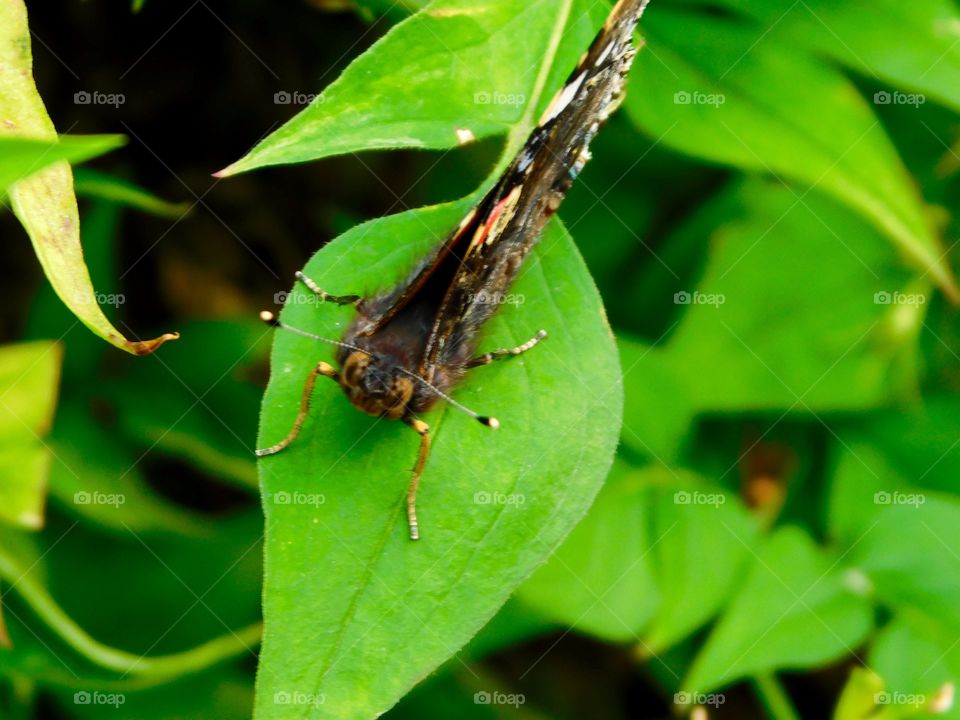 Watching me, watching you - Red Admiral