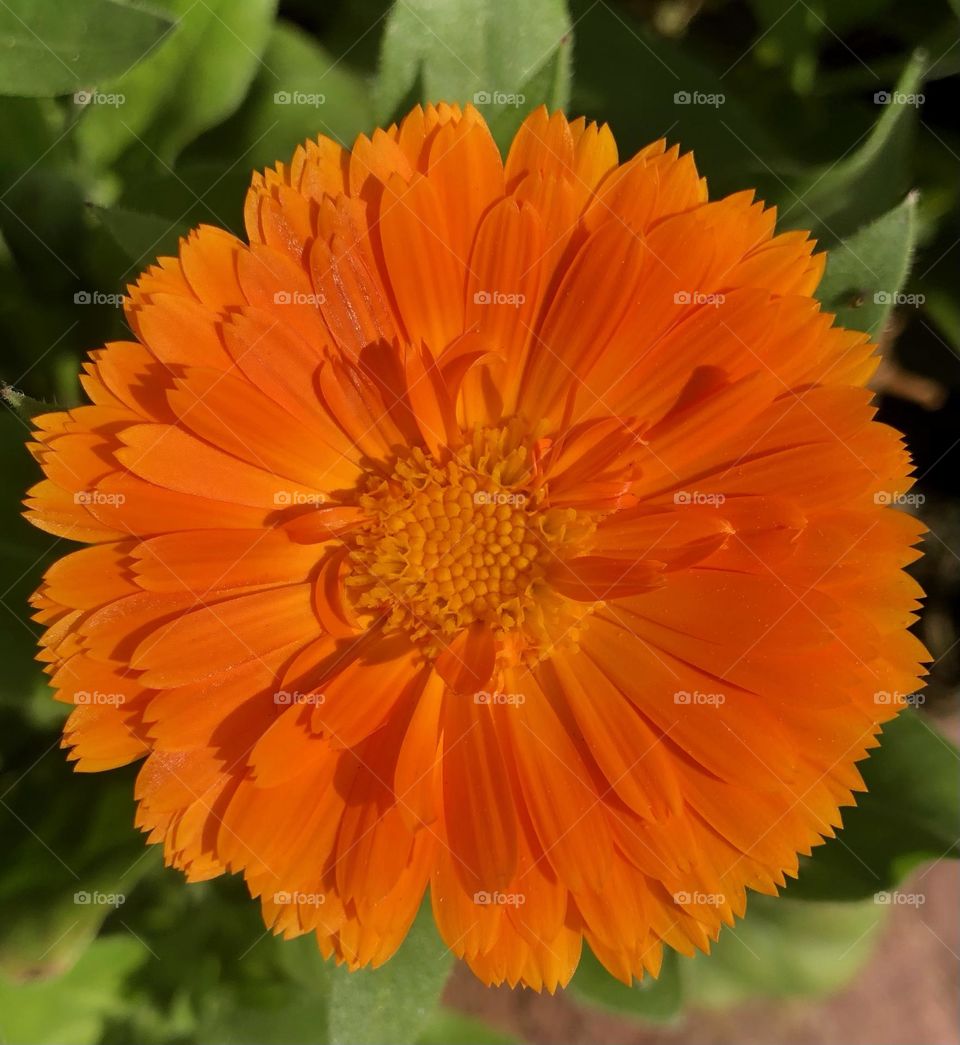 winter flower beauty