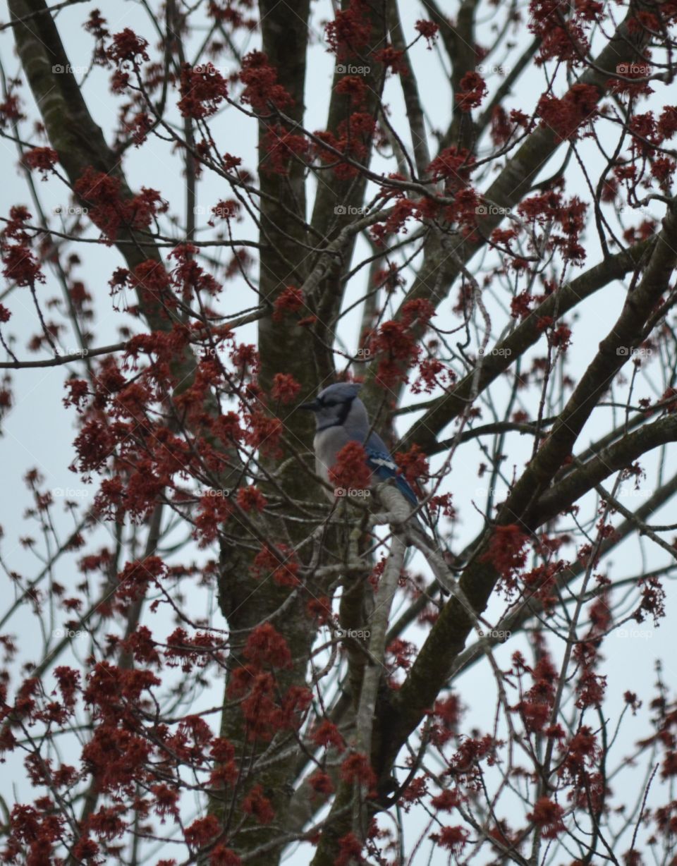 blue Jay