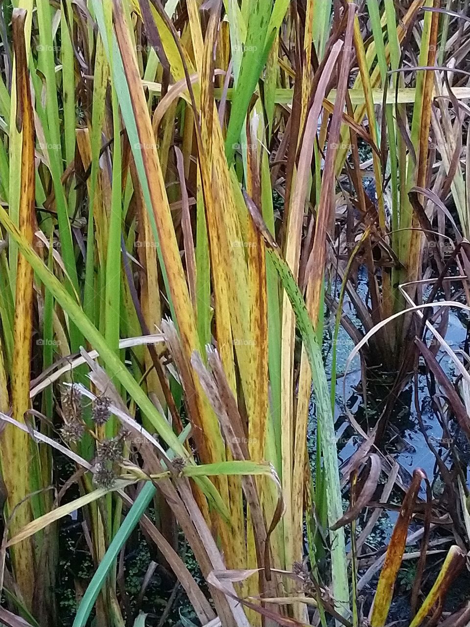 First sigh of autumn