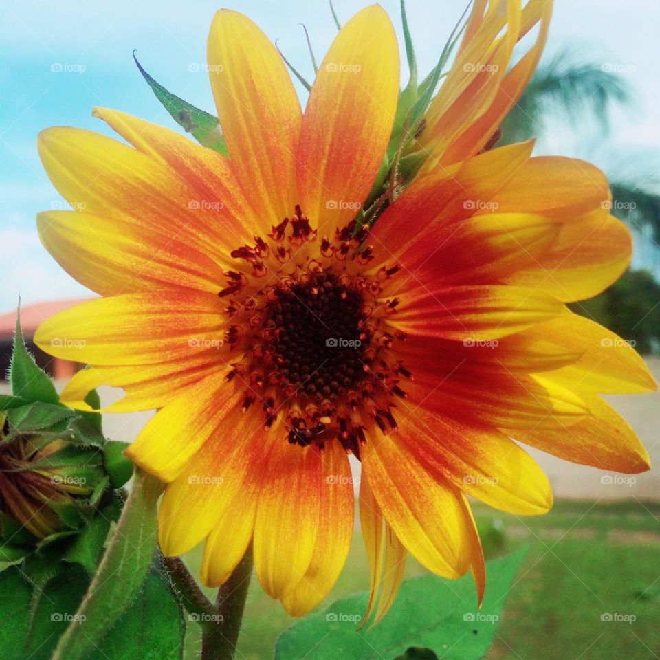 SUNFLOWER - 🇺🇸 Very beautiful yellow flowers to brighten our day.  Live nature and its beauty. Did you like the delicate petals? / 🇧🇷 Flores amarelas muito bonitas para alegrar nosso dia. Viva a natureza e sua beleza. Gostaram das pétalas delicadas? 
