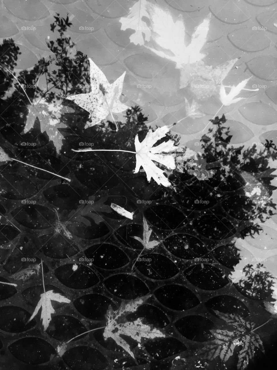 Black and white pool reflection of tree and with floating leaves