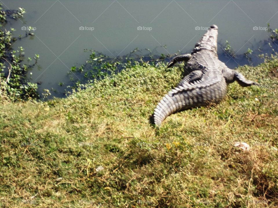 Crocodile running towards water