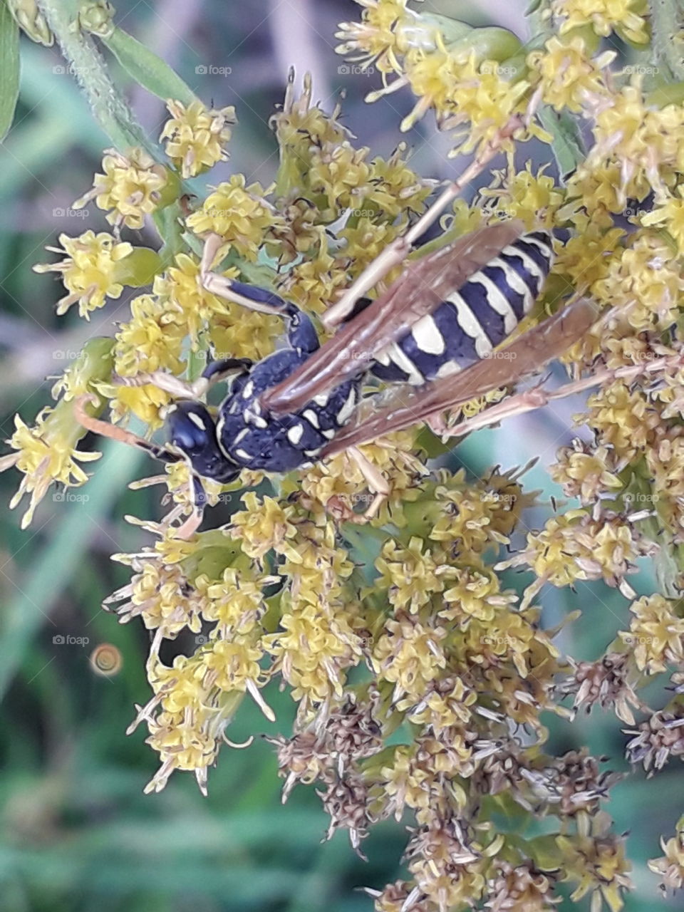 close-up of  wasp feeding on goldenrod flowers