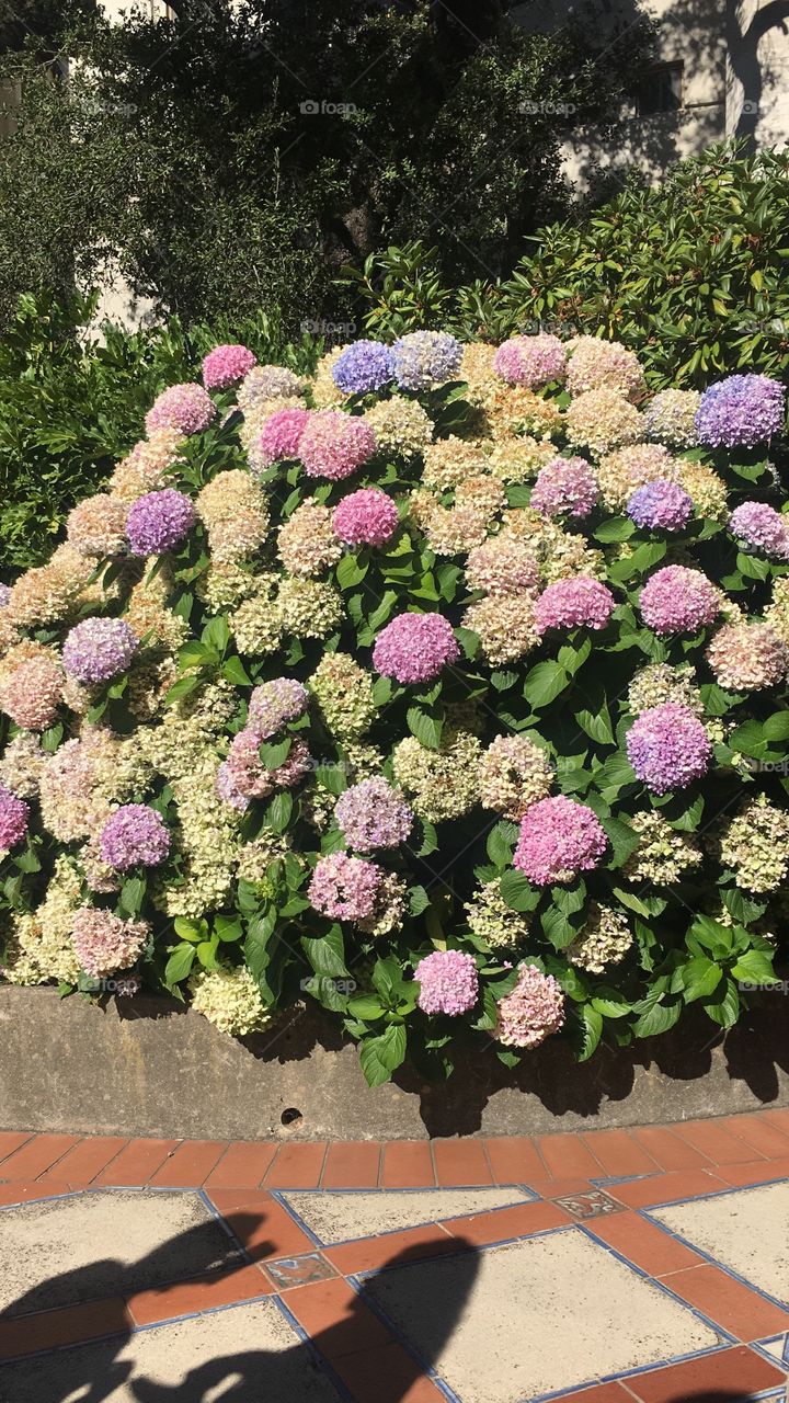 Hydrangeas 