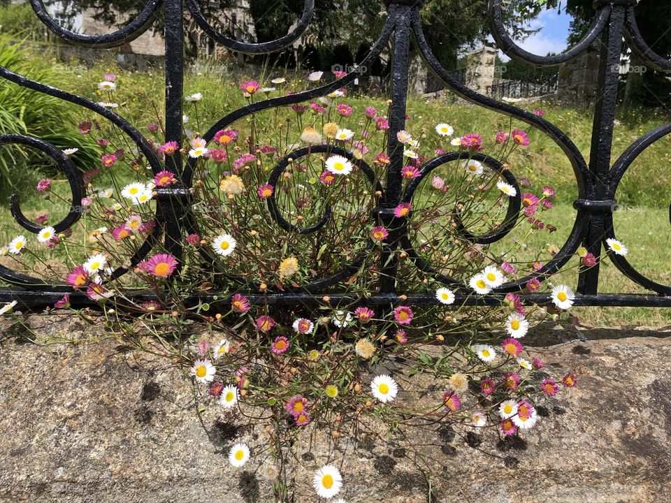 I am loving these wild daises against a back drop of some first rate wrought iron fencing.