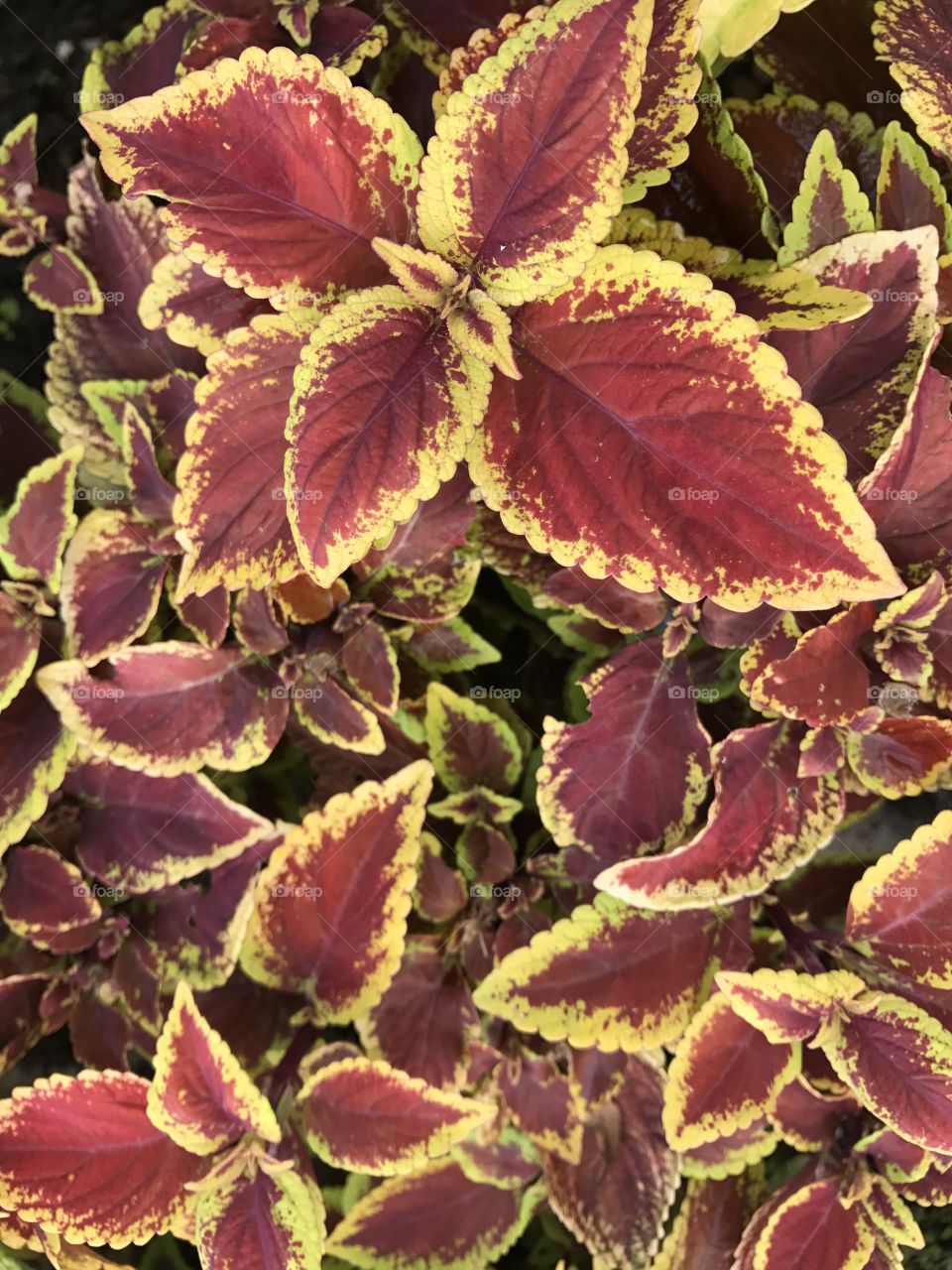 Full frame shot of leaves