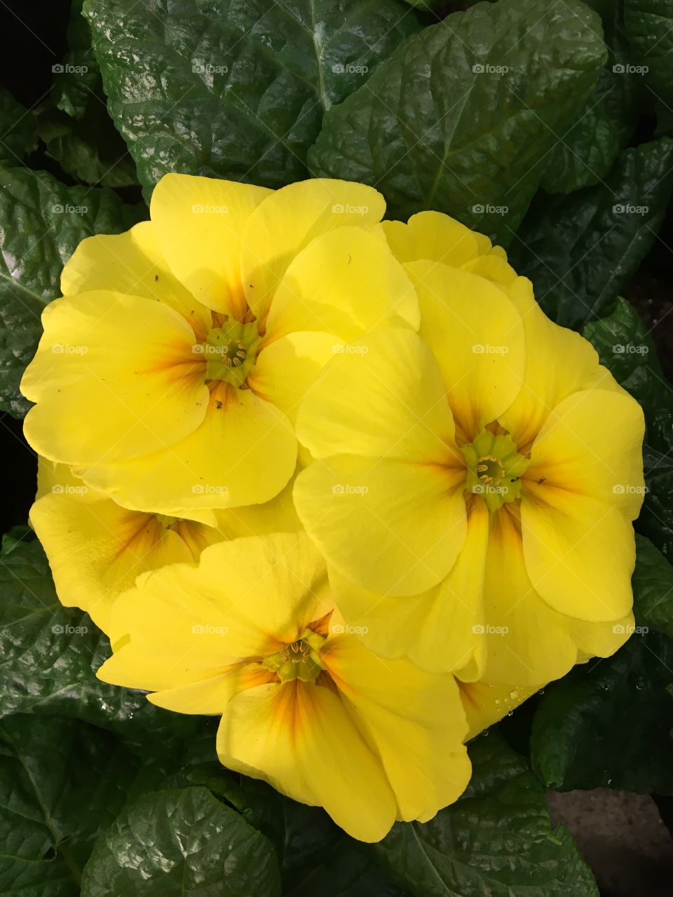 Yellow flowers