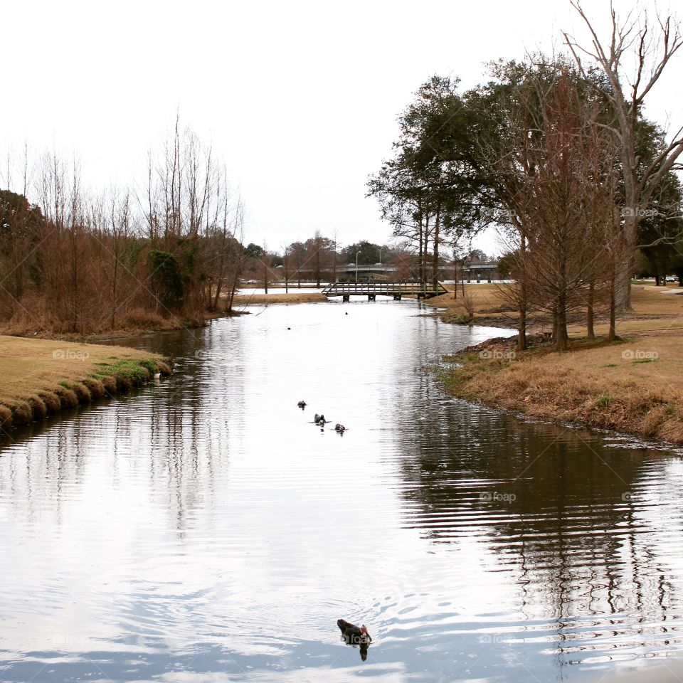 Ducks on a pond . Taken at a park in Baton Rouge, La