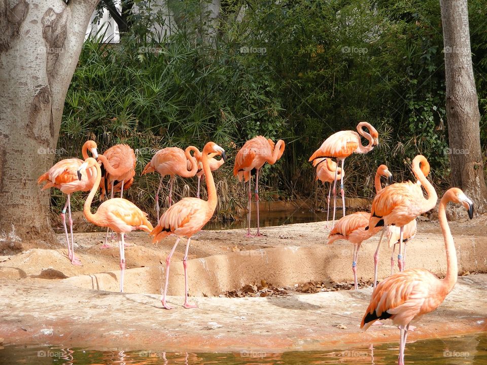 Pink flamingos at the zoo