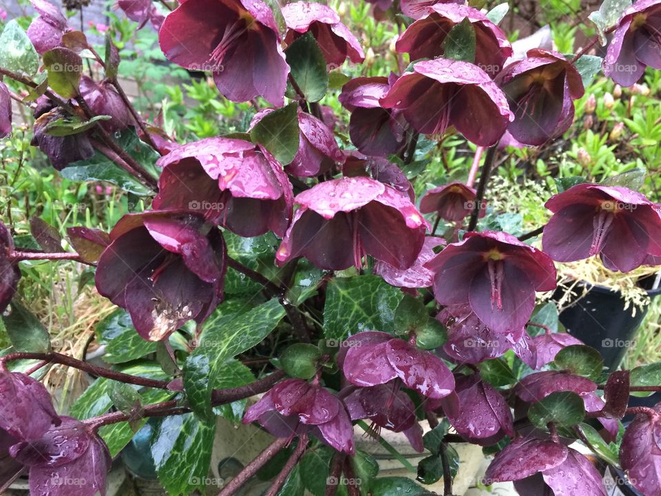 Beautiful purple flowers getting rained on. Al least they are getting watered.
