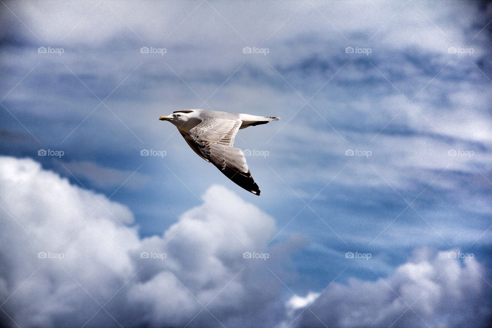 flying bird fly animals by danielbritton