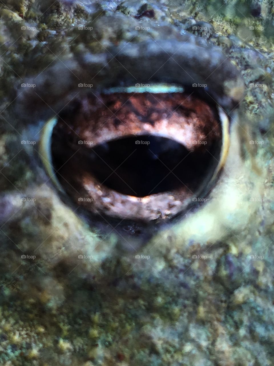 Micro detail pupil of a frog