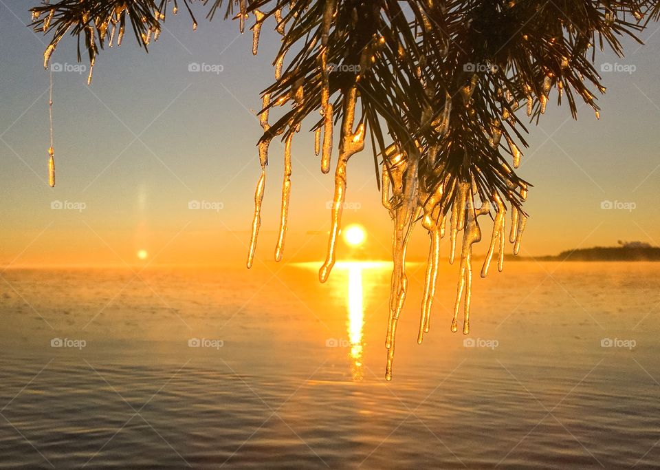 Icicles on tree branch