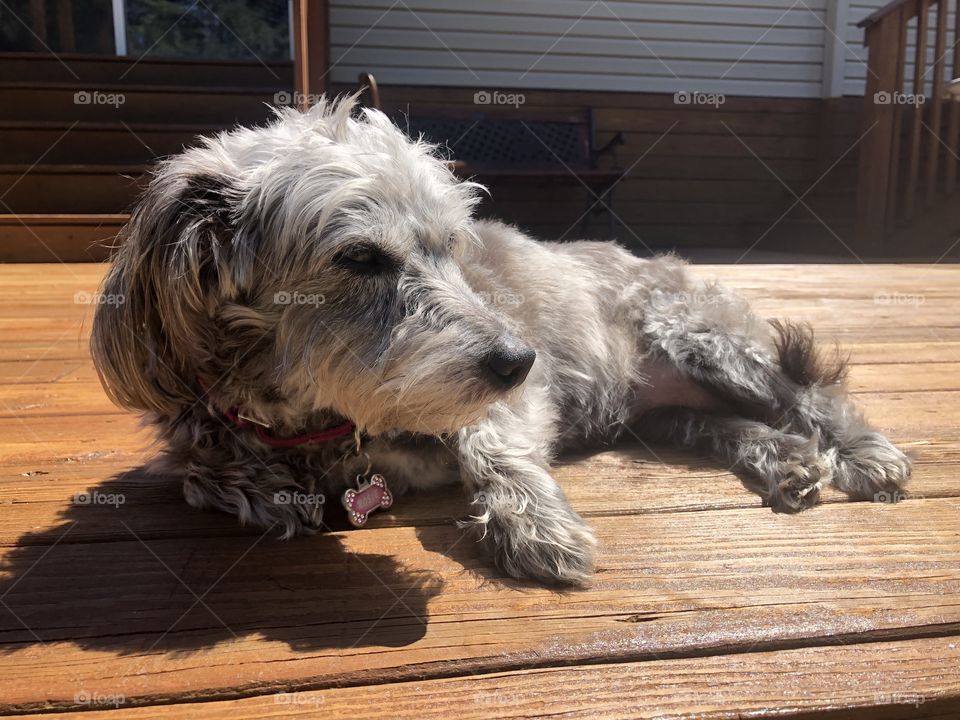 Dog chillin’ in the sun