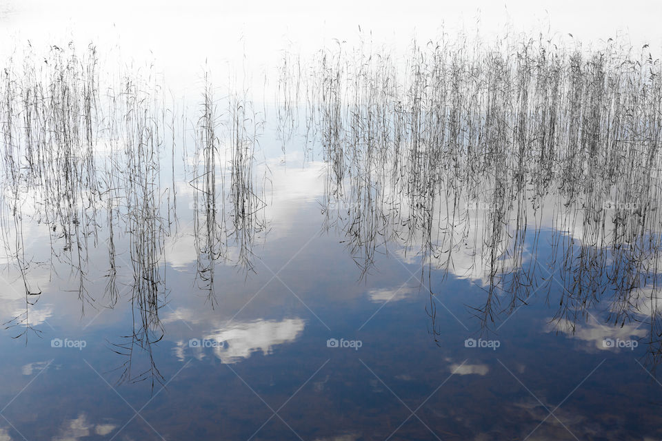 Reflection of the sky, white clouds and reeds in the lake 